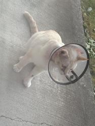 Found/Stray Unknown Cat last seen 47th Ave sw and mcchord Dr sw. , Lakewood, WA 98499