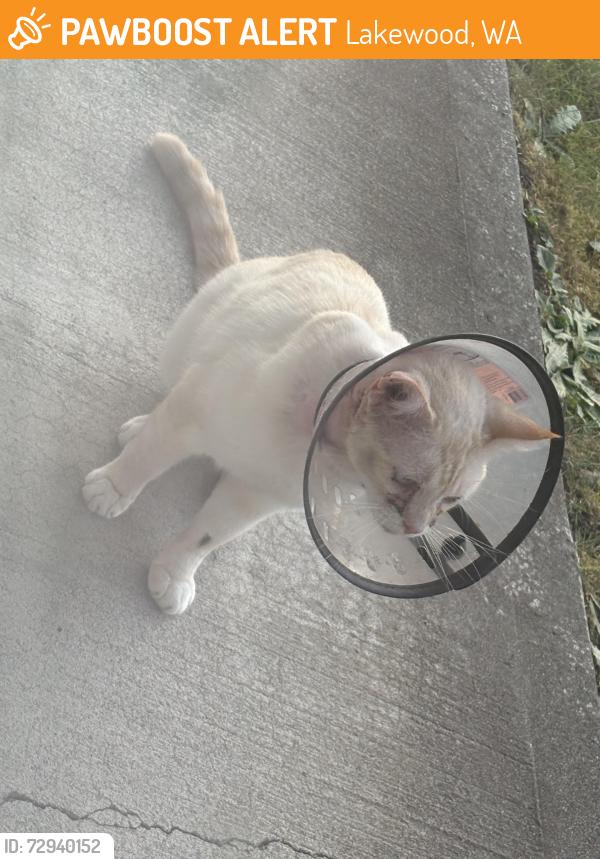 Found/Stray Unknown Cat last seen 47th Ave sw and mcchord Dr sw. , Lakewood, WA 98499