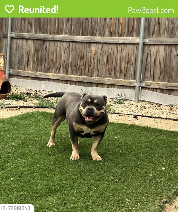 Reunited Female Dog last seen 82nd and University , Lubbock, TX 79423