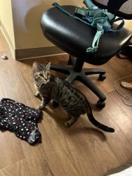 Reunited Female Cat last seen Glennetta and buena vista st, Lake Elsinore, CA 92530