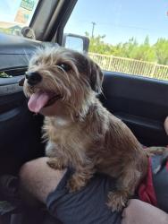 Found/Stray Female Dog last seen Woodlake pkwy and fm 78, San Antonio, TX 78244