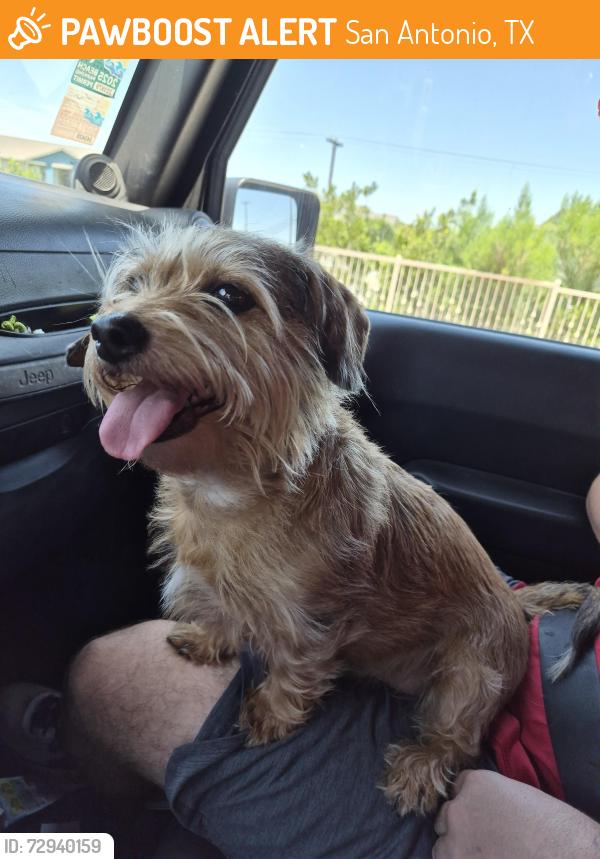 Found/Stray Female Dog last seen Woodlake pkwy and fm 78, San Antonio, TX 78244