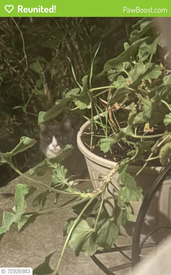 Reunited Male Cat last seen ShopRite Parkville Station Rd, West Deptford, NJ 08051