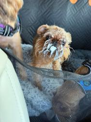 Reunited Female Dog last seen Near Campfire Ct, Fort Worth, TX 76244, USA, Fort Worth, TX 76244
