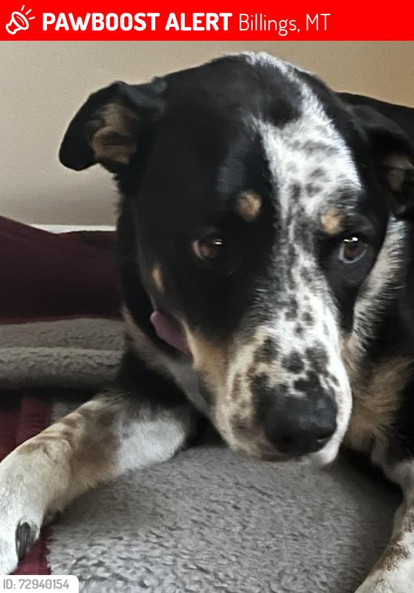 Lost Female Dog last seen Wyoming Ave and 6th , Billings, MT 59101