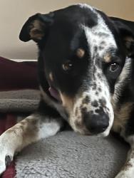 Lost Female Dog last seen Wyoming Ave and 6th , Billings, MT 59101