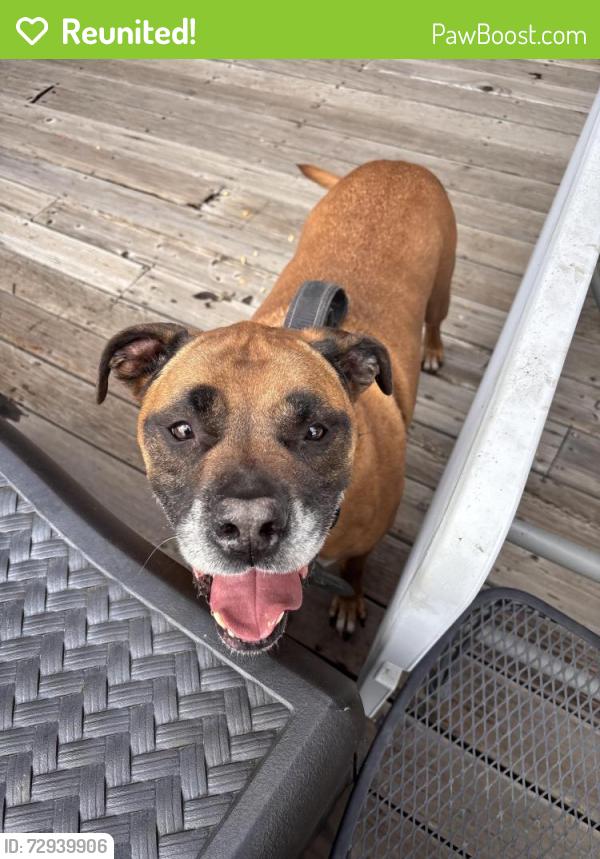 Reunited Unknown Dog last seen Mills Ave, Lodi, CA 95242