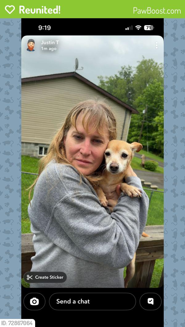 Reunited Female Dog last seen View Street, Miller Road, Albright Road, Kingwood, WV 26537