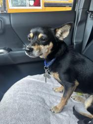 Reunited Female Dog last seen Cloverfield , Santa Monica, CA 90404