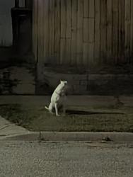 Found/Stray Male Dog last seen Arianna St & Garfield, Grand Rapids, MI 49504