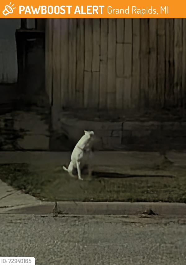 Found/Stray Male Dog last seen Arianna St & Garfield, Grand Rapids, MI 49504