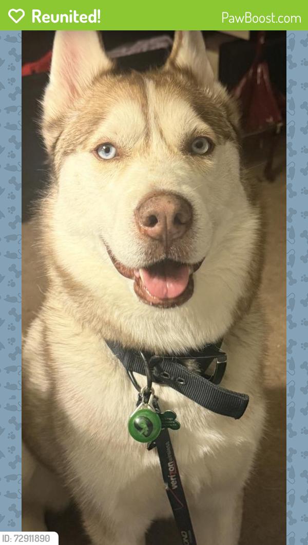 Reunited Male Dog last seen Near north banff avenue , Tucson, AZ 85748