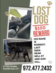 Lost Male Dog last seen Near Nell St Ft Worth Tx76119, Fort Worth, TX 76119