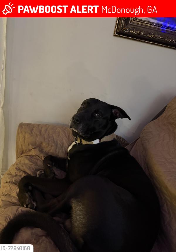 Lost Male Dog last seen Mill rd highway 81 McDonough Ga 30253, McDonough, GA 30253