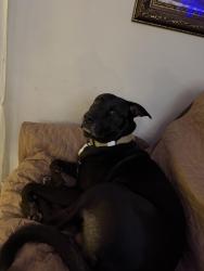 Lost Male Dog last seen Mill rd highway 81 McDonough Ga 30253, McDonough, GA 30253