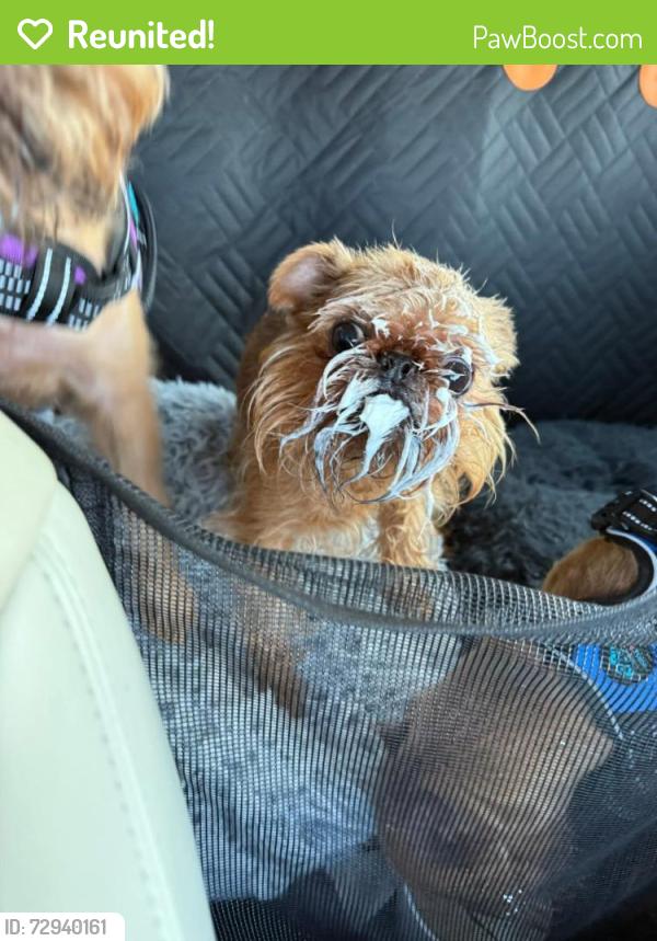 Reunited Female Dog last seen Near Campfire Ct, Fort Worth, TX 76244, USA, Fort Worth, TX 76244