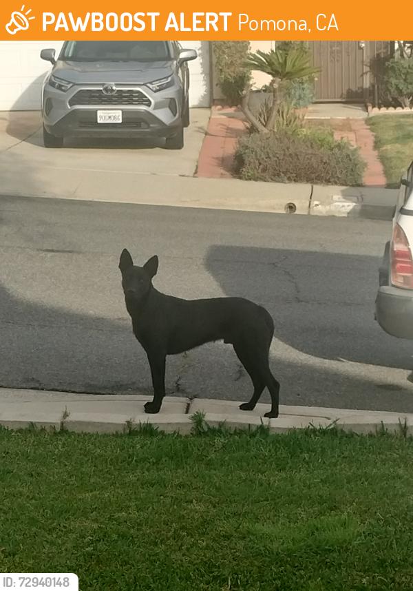 Found/Stray Male Dog last seen Phillips Ranch, Pomona, CA 91766