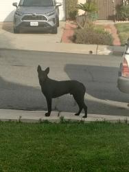 Found/Stray Male Dog last seen Phillips Ranch, Pomona, CA 91766