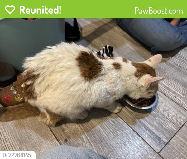 Reunited Male Cat last seen Deer Run Preserve, Draper, UT 84020