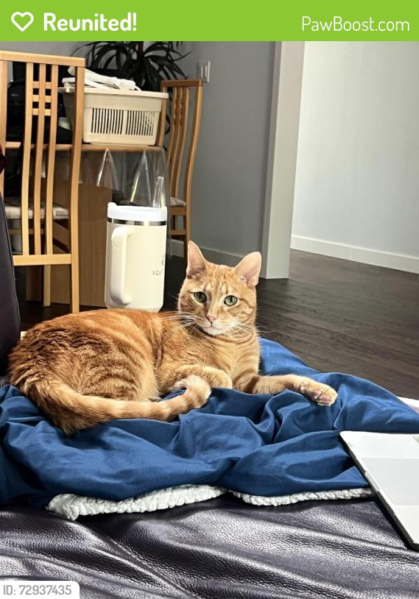 Reunited Male Cat last seen Near shoal creek blvd, Austin, TX 78757