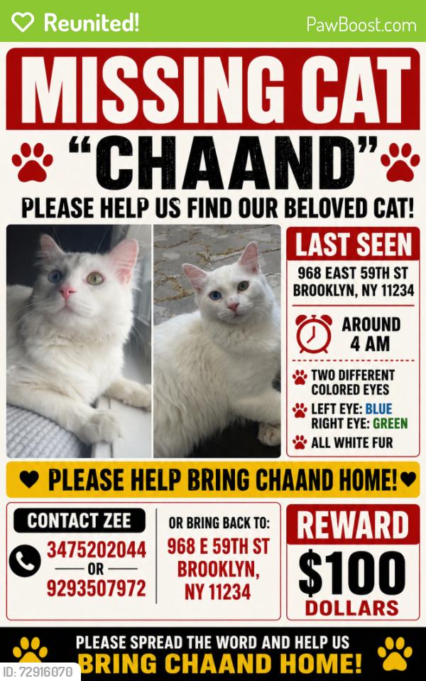 Reunited Male Cat last seen Near E 59Th St , Brooklyn, NY 11234