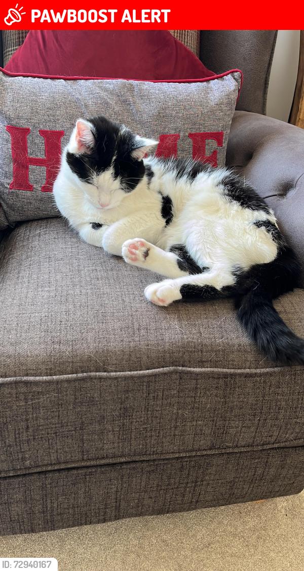 Lost Female Cat last seen AB315HR, Drumoak, Scotland AB31 5HR