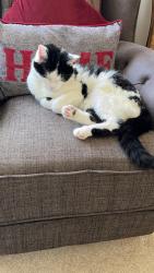 Lost Female Cat last seen AB315HR, Drumoak, Scotland AB31 5HR