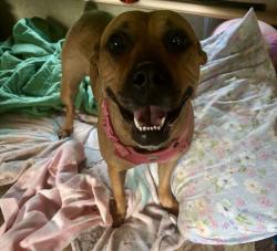 Found/Stray Female Dog last seen Hidden Valley Drive/Smith Ridge Way, St. Clair County, AL 35120