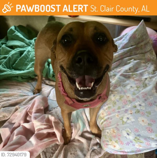 Found/Stray Female Dog last seen Hidden Valley Drive/Smith Ridge Way, St. Clair County, AL 35120