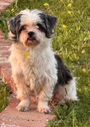 Lost Female Dog last seen Via lenardo and Via De Campo Yorba Linda , Yorba Linda, CA 92887