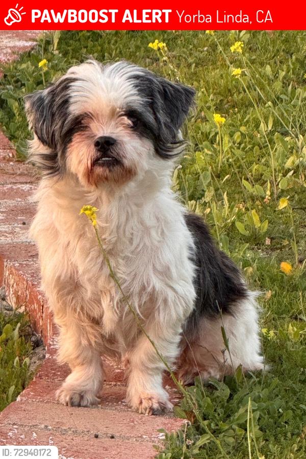 Lost Female Dog last seen Via lenardo and Via De Campo Yorba Linda, Yorba Linda, CA 92887