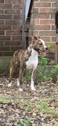 Reunited Female Dog last seen REDWOOD VALLEY AND SONORA PASS, Helotes, TX 78023