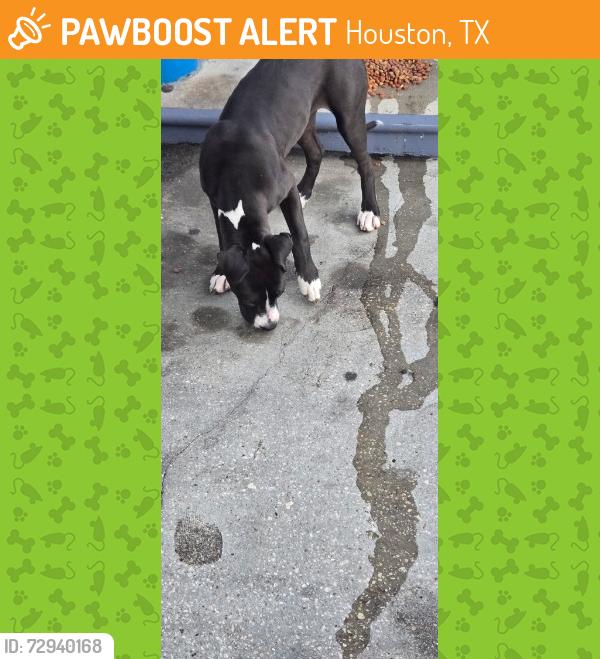 Found/Stray Female Dog last seen old humble rd. and beltway north side, Houston, TX 77396