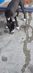 Found/Stray Female Dog last seen old humble rd. and beltway north side, Houston, TX 77396