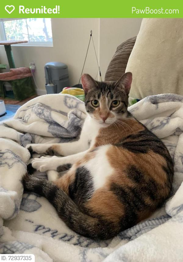 Reunited Female Cat last seen Ballona Lane/Jefferson, Culver City, CA 90230