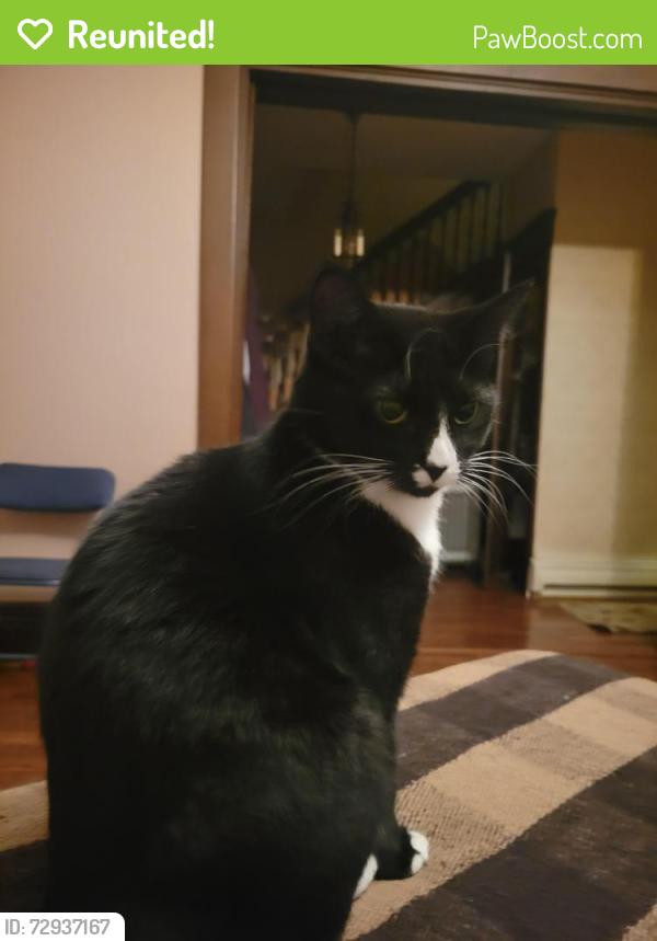 Reunited Female Cat last seen Near McPherson ave, Bethel Park, PA 15102