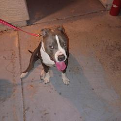 Found/Stray Female Dog last seen Near ave and olive, Glendale, AZ 85302