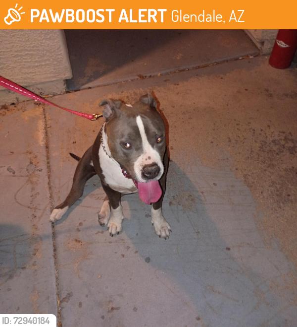 Found/Stray Female Dog last seen Near ave and olive, Glendale, AZ 85302