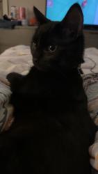 Lost Male Cat last seen Near semple st Alton IL, Alton, IL 62002