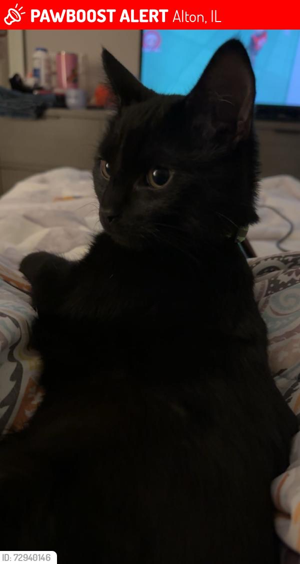 Lost Male Cat last seen Near semple st Alton IL, Alton, IL 62002
