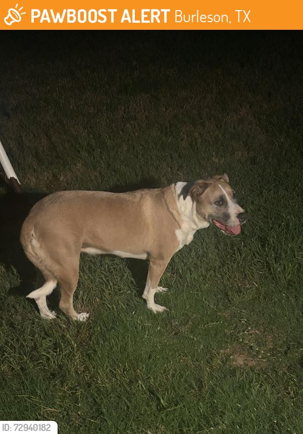 Found/Stray Female Dog last seen Foxglove ln & boxwood, Burleson, TX 76028