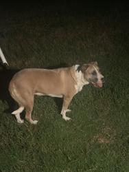 Found/Stray Female Dog last seen Foxglove ln & boxwood, Burleson, TX 76028
