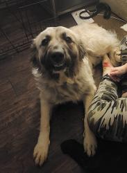 Found/Stray Female Dog last seen Water plant, Mannford, OK 74044