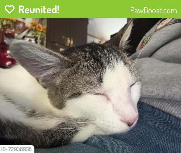 Reunited Female Cat last seen The Landry apmts, Arlington, TX 76006