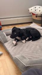 Reunited Male Dog last seen Corner of Fischer avenue and Austin street , Anchorage, AK 99518