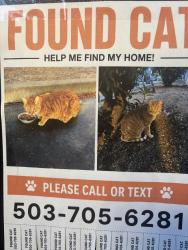 Found/Stray Unknown Cat last seen Sunflower apmts , Portland, OR 97223
