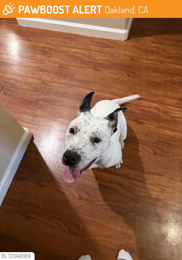 Found/Stray Male Dog last seen Park BLvd and Monterey Blvd, Oakland, CA 94602