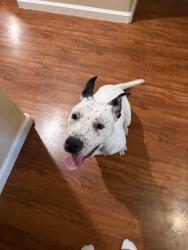 Found/Stray Male Dog last seen Park BLvd and Monterey Blvd, Oakland, CA 94602