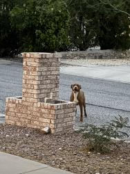 Found/Stray Female Dog last seen Near franklin high school, El Paso, TX 79912