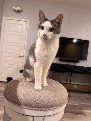 Reunited Male Cat last seen Strata st , Chula Vista, CA 91915